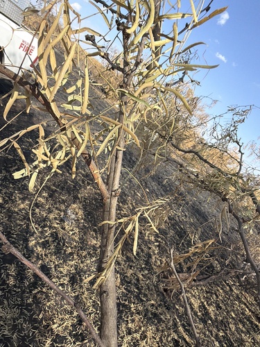 honey mesquite