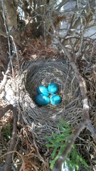 Turdus migratorius image