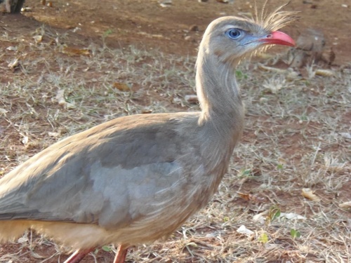 Red-legged Seriema