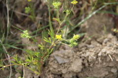Ranunculus arvensis