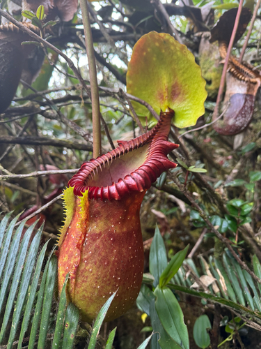 Nepenthes macrophylla