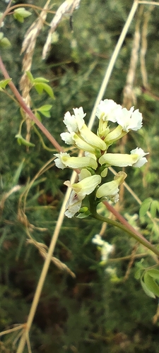 Ceratocapnos claviculata, photograph 5