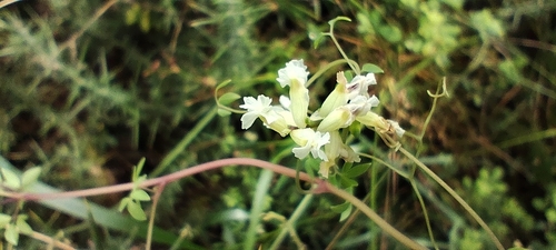 Ceratocapnos claviculata, photograph 6
