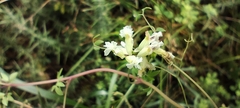 Ceratocapnos claviculata, photograph (c) Santiago Martín-Bravo, some rights reserved (CC BY)