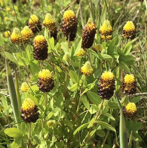 Trifolium spadiceum, photograph 1