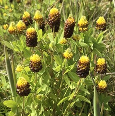 Trifolium spadiceum