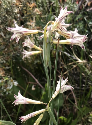 Olsynium biflorum, photograph 3