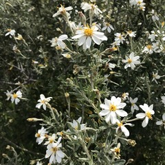 Chiliotrichum diffusum, photograph (c) Helen Bovill, some rights reserved (CC BY)