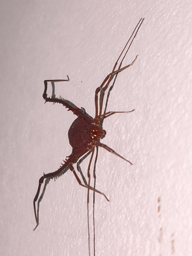 Discocyrtanus pertenuis