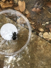 Pasimachus punctulatus