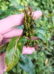 Diervilla sessilifolia, photograph (c) Raven Dandridge, some rights reserved (CC BY)