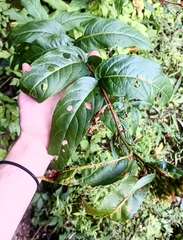 Diervilla sessilifolia, photograph (c) Raven Dandridge, some rights reserved (CC BY)