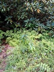 Diervilla sessilifolia, photograph (c) Raven Dandridge, some rights reserved (CC BY)