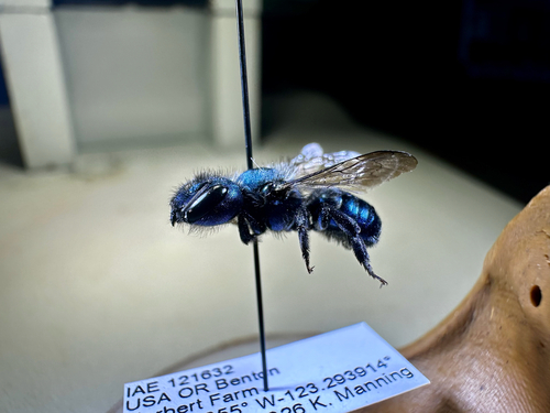 Osmia atrocyanea