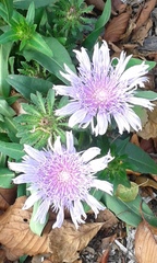 Stokesia