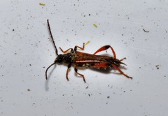 Stenopterus rufus rufus