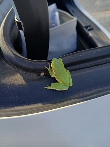 Green Treefrog