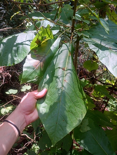 Magnolia fraseri, photograph 4