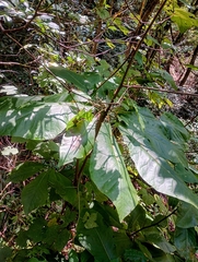 (c) Raven Dandridge, some rights reserved (CC BY) Magnolia fraseri, photograph (c) Raven Dandridge, some rights reserved (CC BY)