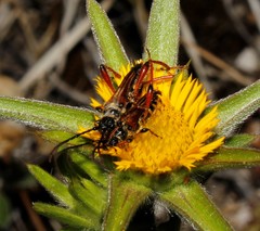 Stenopterus rufus rufus