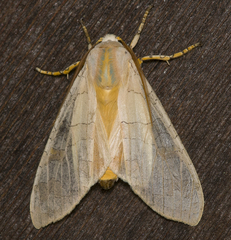 Halysidota tessellaris