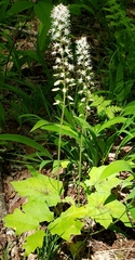 Tiarella austrina