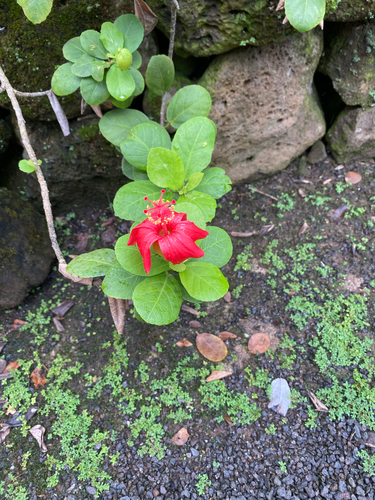 Hibiscus kokio observed 2025-04-11