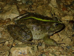 Pelophylax grafi