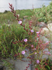 Limonium ramosissimum