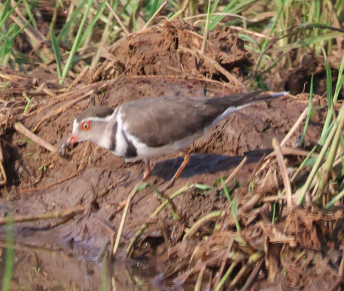iNaturalist image