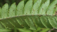 Anchistea virginica image