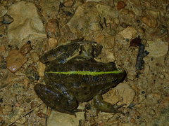 Pelophylax grafi