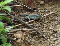 Medopheos edracanthus