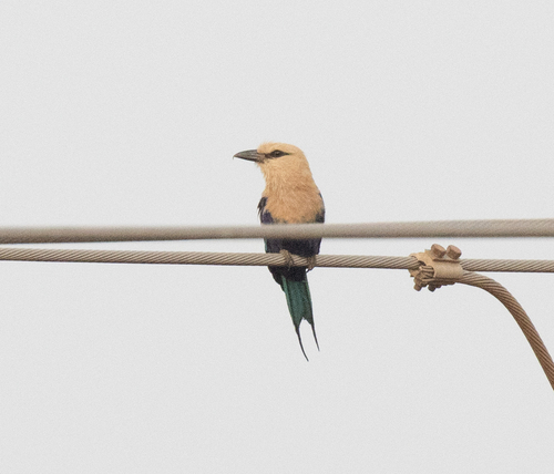 Blue-bellied Roller