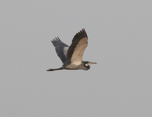 Black-headed Heron