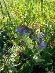 Echium judaeum