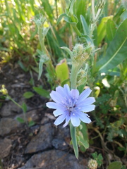 Cichorium pumilum