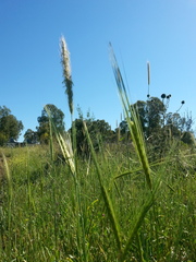 Hordeum bulbosum