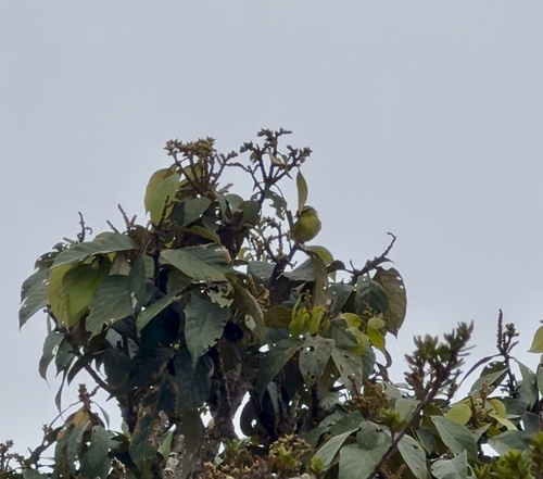 Mountain Leaf Warbler