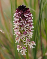 Neotinea ustulata ustulata