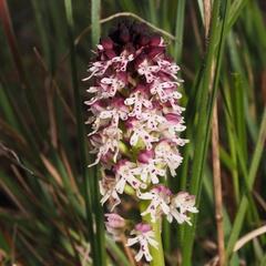Neotinea ustulata ustulata