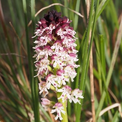 Neotinea ustulata ustulata