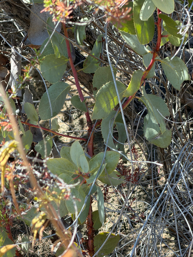 Arctostaphylos glauca, photograph 3