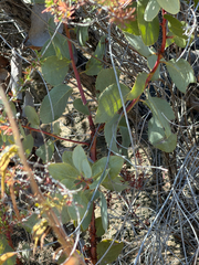 Arctostaphylos glauca, photograph (c) klicklo, some rights reserved (CC BY)