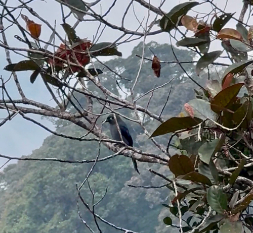 Ashy Drongo