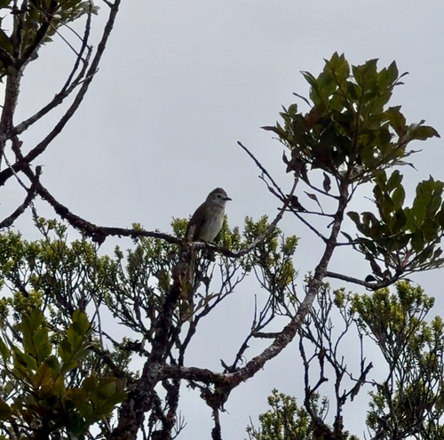 Pale-faced Bulbul