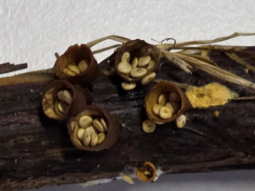 common bird's nest fungus