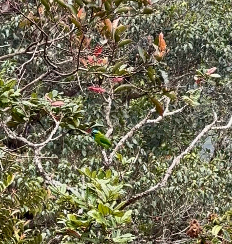 Golden-naped Barbet
