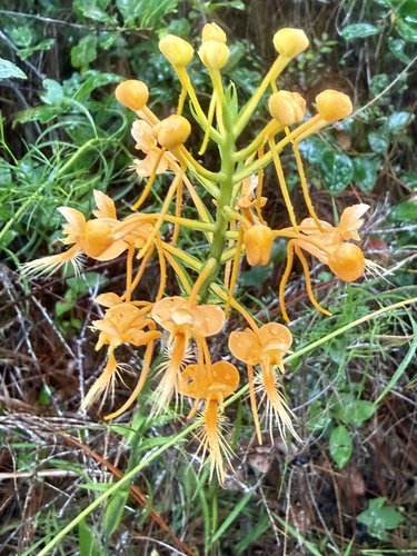 Platanthera ciliaris, photograph 6