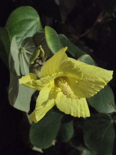 Hibiscus tiliaceus pernambucensis